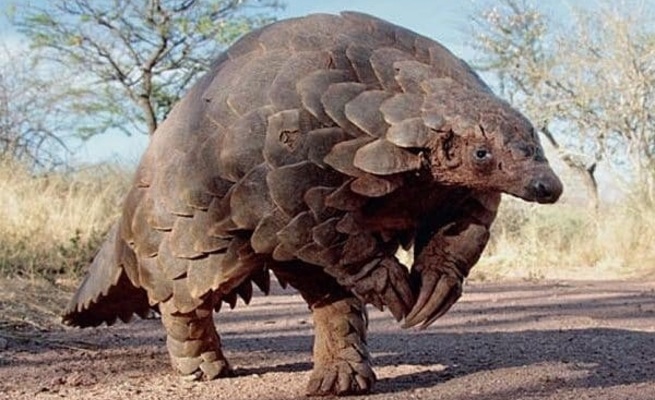 Pangolin lands four in serious trouble