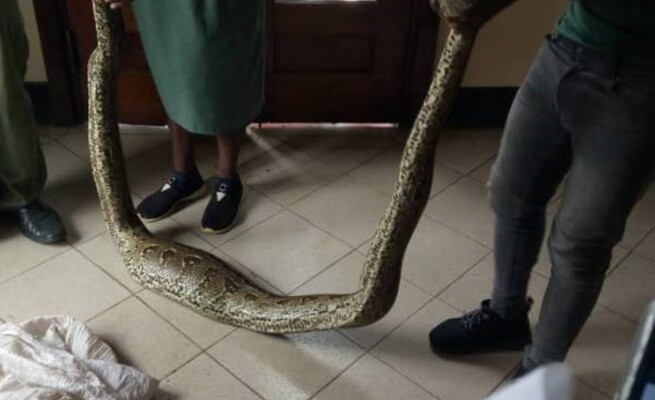 2 Tsikamutandas in hot soup after being caught planting a python behind wardrobe at Gono’s homestead
