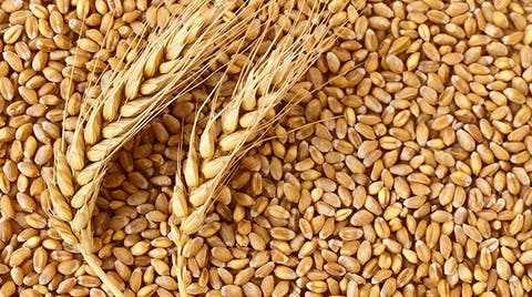 Govt Sets Wheat Marketing Price At US$520 Per Tonne