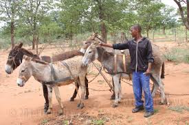 Two killed in Mhondoro over Donkeys