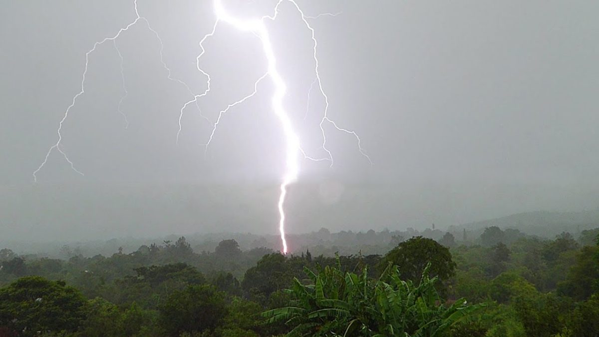 Lightning strike kills 19 cattlè