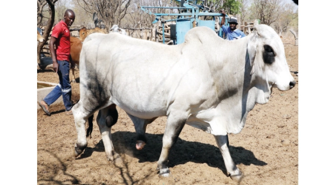 From school drop out, to top Brahman breeder 