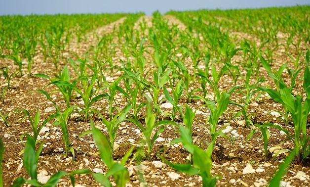 Zaka farmers encouraged to practice early planting