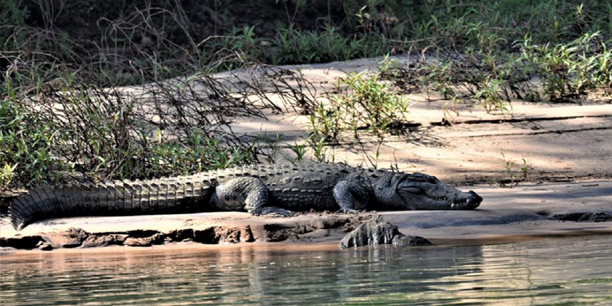 Zaka Man Dies After Crocodile Attack