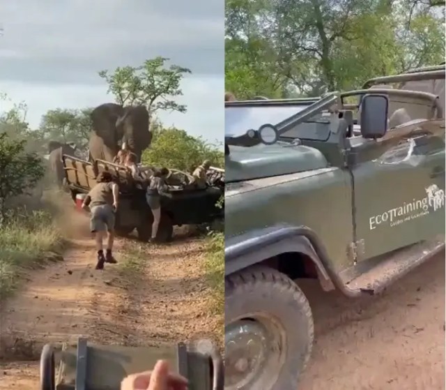 Watch angry Elephant bull attacks tour guide car with tourists on board