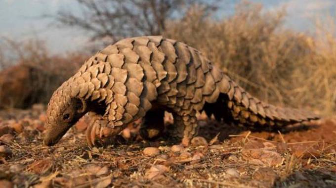 Trio arrested for pangolin possession