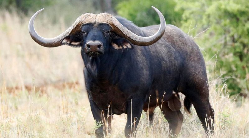 Wounded buffalo kills poacher, game scout in Chiredzi