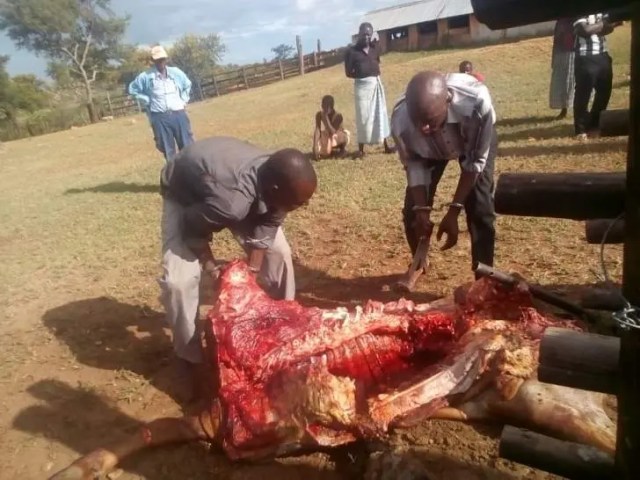 Butchery operator nabbed for stock theft