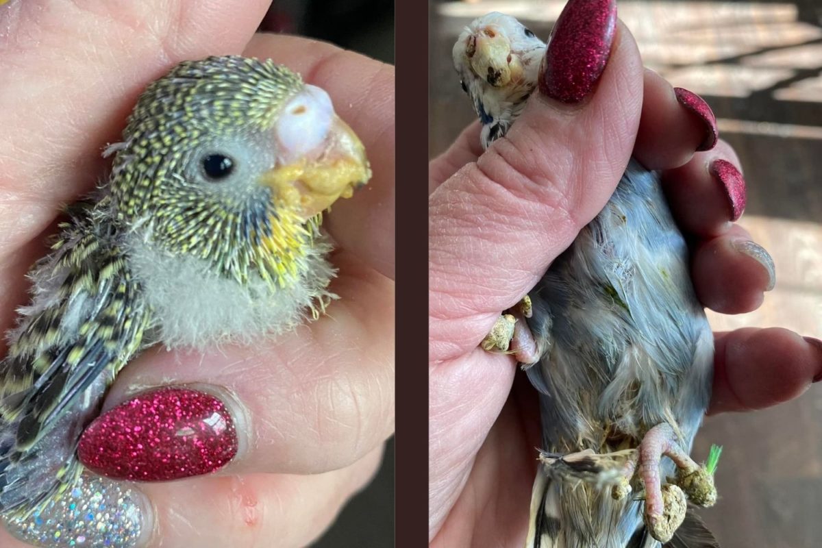 PICS: ‘Irresponsible’ pet owner dumps over 800 parakeets at US animal shelter