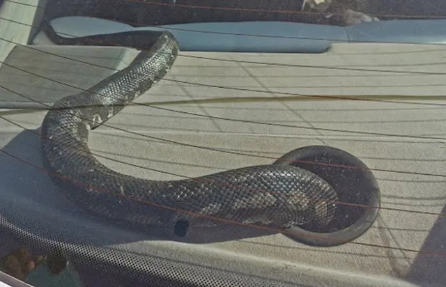 2.5m Black Mamba snake slithers into family home