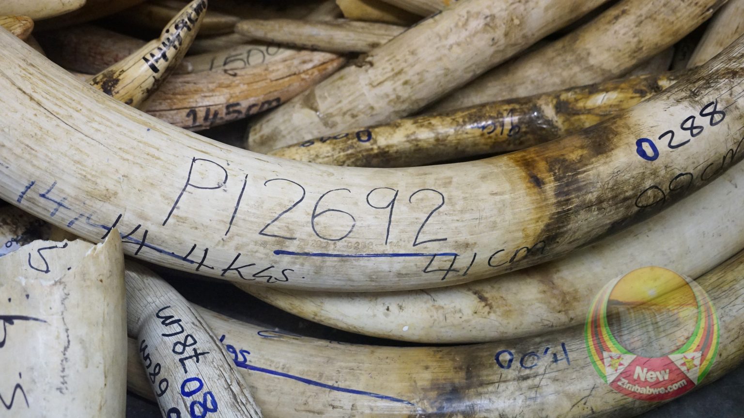 Government pleas for EU support in once-off ivory sale fall on deaf ears