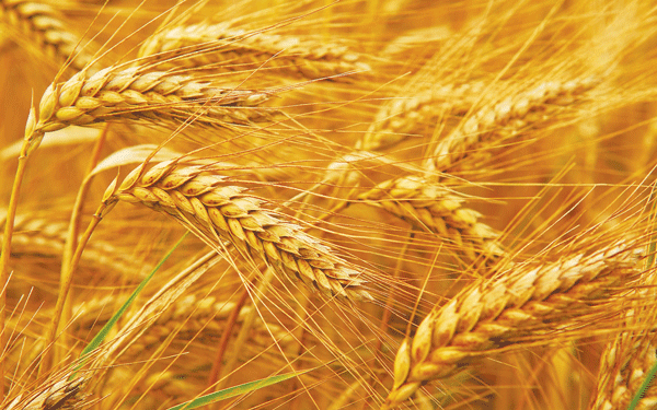 Midlands surpasses winter wheat target