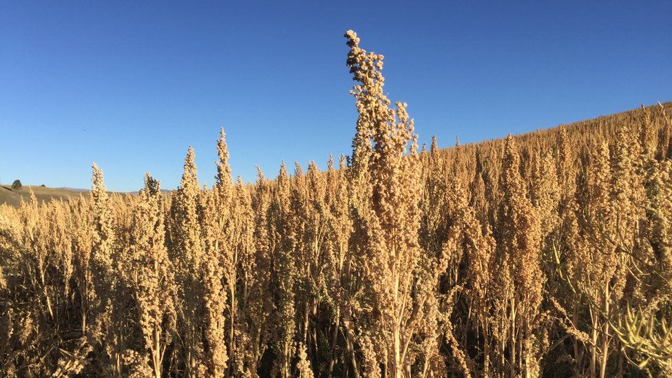 Zimbabwe set to benefit from quinoa planting project