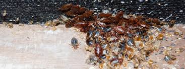 The Crawling Nightmare: Harare’s Bed Bug Pandemic