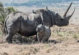 Beloved Rhino Gomo Brutally Slaughtered