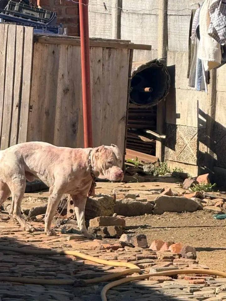 Pit Bull Pandemonium- Calls for Breed Ban After Gruesome Attack