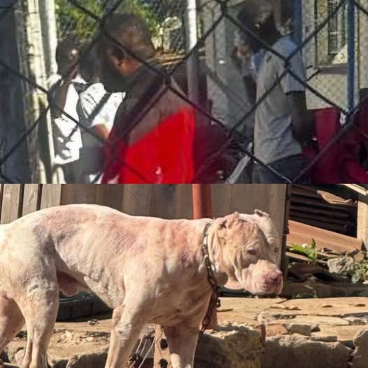 Fatal Dog Attack Exposes Mike Mupinga’s Troubling Past