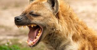 Hyena Attack Leaves Man Fighting for Life