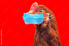 Zimbabwe Suspends Poultry Imports from Brazil Over Avian Influenza Outbreak