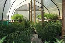 Man’s Garden Party (Dagga Plantation) Goes a Bit Too Green in Bulawayo