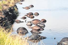 Massive Buffalo Tragedy Unfolds on Chobe River