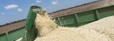 Mealie-Meal Supplies Running Low as Farmers Hold Back Maize, Experts Warn