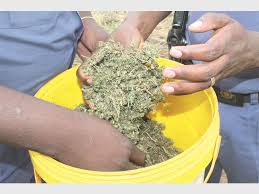 Police Officer Nabbed in Shurugwi with 2.8kg of Dagga