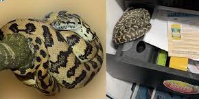 Dark Omens in the Office as Mysterious Python Invasion Unleashes Fear and Speculation