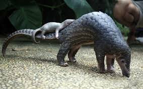 Father and Son Duo Busted for Pangolin Trafficking in Mutare