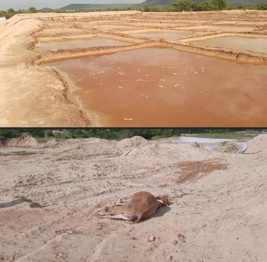 Livestock Deaths Raise Alarm Over Safety at Movis Mine in Gokwe