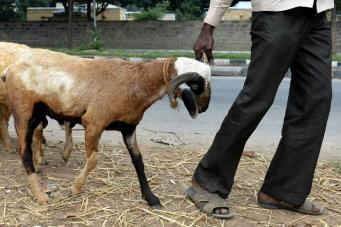 Mangwe Teen Appears In Court Over Goat Rape And Custody Escape
