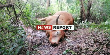 Cyanide Horror in Shamva as Seven Cattle Drop Dead After Drinking Poisoned Water